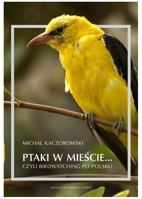 Ptaki w mieście, czyli birdwatching po polsku