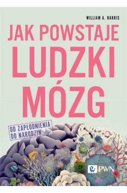 Jak powstaje ludzki mózg