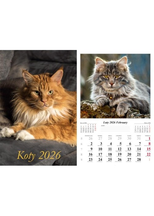 Kalendarz 2026 ścienny Koty