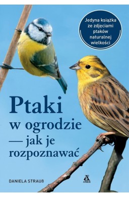 Ptaki w ogrodzie jak je rozpoznawać