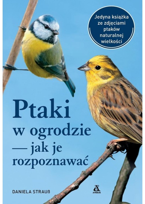 Ptaki w ogrodzie jak je rozpoznawać