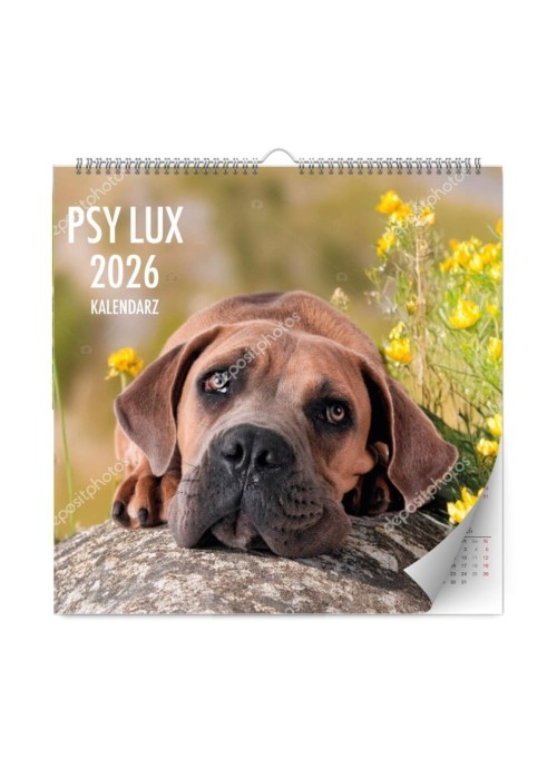 Kalendarz 2026 ścienny lux psy