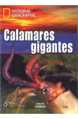 Calamares gigantes C1