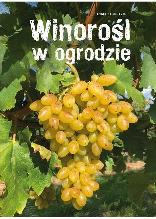 Winorośl w ogrodzie