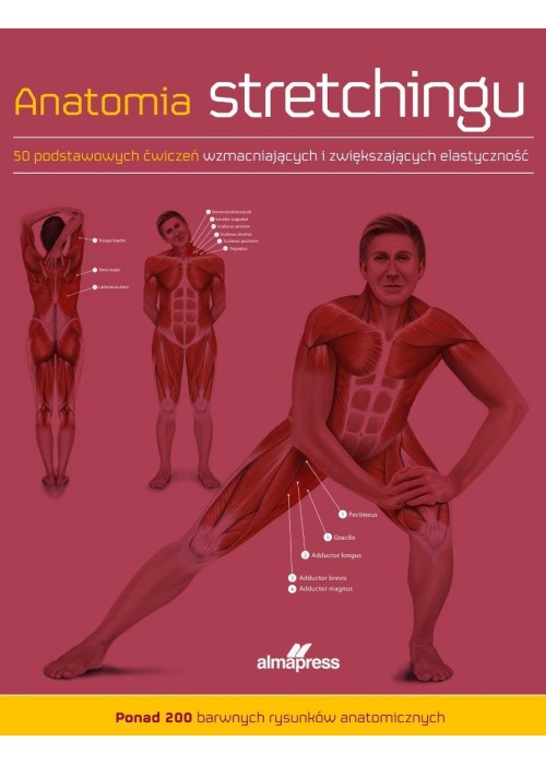 Anatomia stretchingu