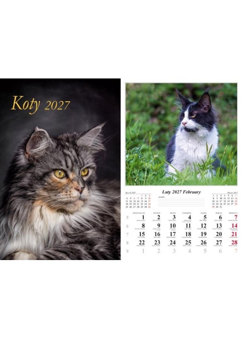 Kalendarz 2027 ścienny Koty
