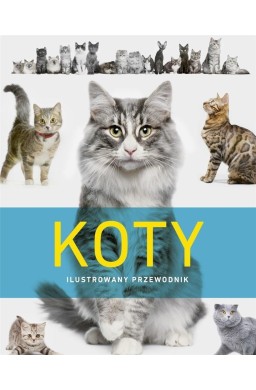 Koty. Ilustrowany przewodnik