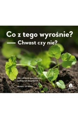 Co z tego wyrośnie? Chwast czy nie?