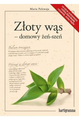 Złoty wąs - domowy żeń-szeń